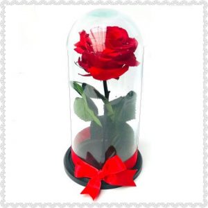 ROSAS PRESERVADAS