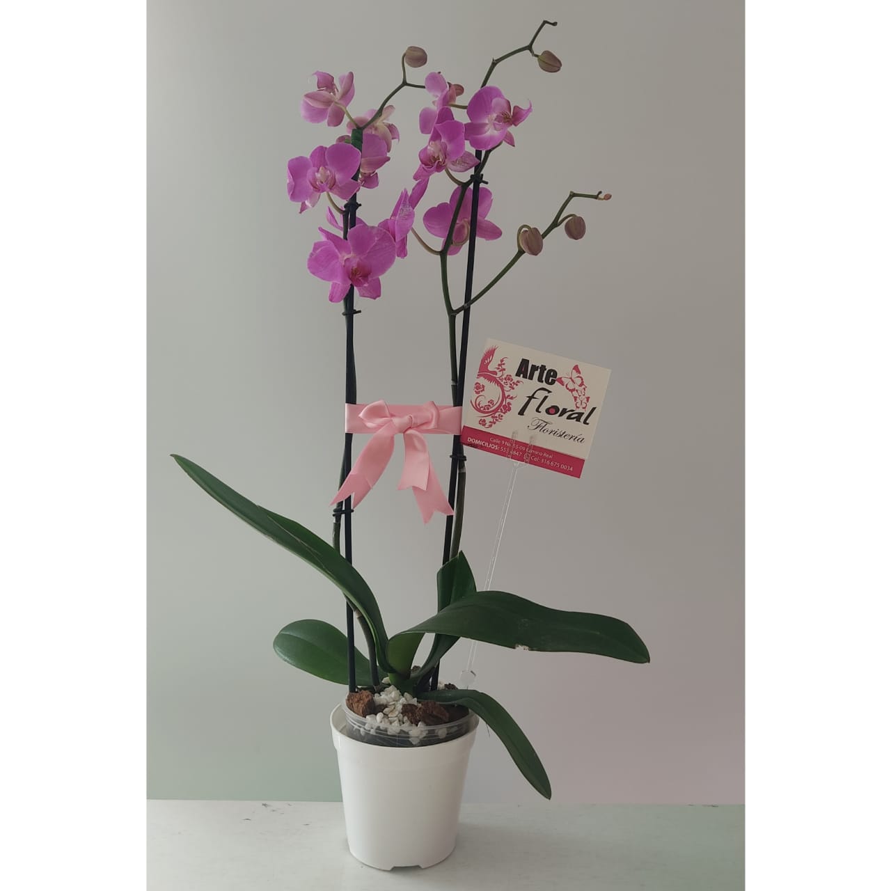Orquideas- cali -floristeria
